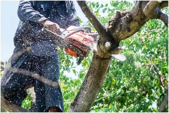 tree services Luther